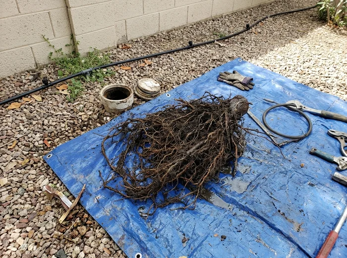 Root mass removed from a sewer lateral